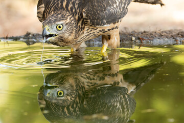 Young female Northern goshawk at a natural watering point within an oak and pine forest at first...