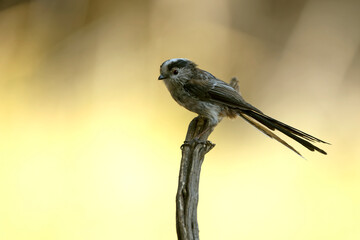 Long-tailed tit at a water point within an oak and pine forest in the last light of day