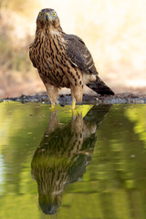 Young female Northern goshawk at a natural watering point within an oak and pine forest at first light on an autumn day