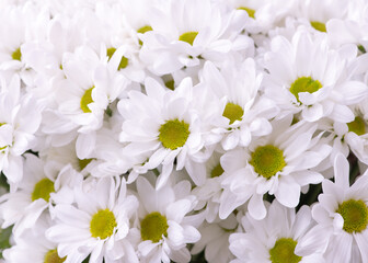 White chrysanthemums background, top view.