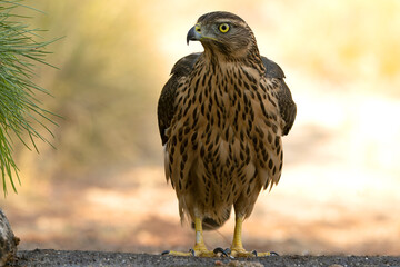 Young female Northern goshawk at a natural watering point within an oak and pine forest at first light on an autumn day