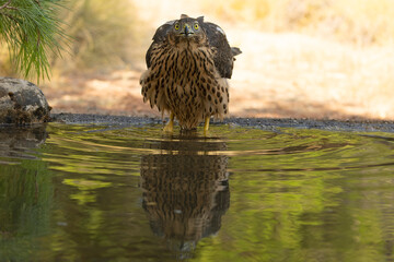Young female Northern goshawk at a natural watering point within an oak and pine forest at first...