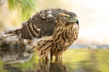 Young female Northern goshawk at a natural watering point within an oak and pine forest at first...