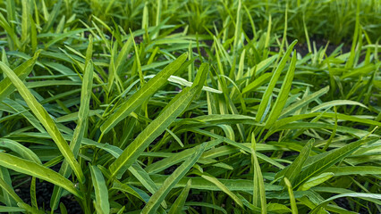 Close-up of organic water spinach (Ipomoea aquatica) plants, Green healthy food concept, Selective focus. 