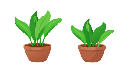 Two potted plants illustration for indoor gardening and home decor ideas and plant care guides online