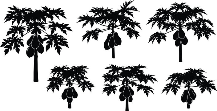 Papaya tree silhouettes with fruits, tropical orchard illustration, black vector icons, decorative tree designs, isolated foliage set, exotic agriculture elements