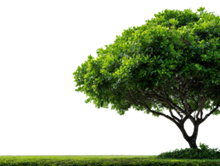Beautiful green tree standing alone in a lush landscape scene on a transparent background, cut out