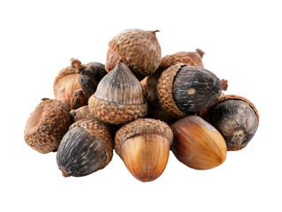 Acorns gathered for seasonal crafts and nature activities on a transparent background, cut out