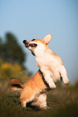 A happy dog ​​jumps up on a walk