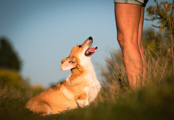 A dog next to a person's feet