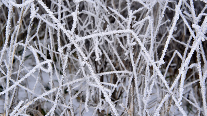 Hoarfrost on the branches of bushes in winter. Rime ice close-up.