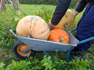 man and pumpkins