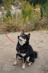 Vertical close-up of Shiba Inu looking up in a natural setting
