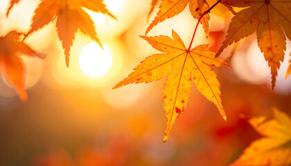 秋の光を受けた紅葉のもみじ｜Autumn Maple Leaves in Warm Sunlight