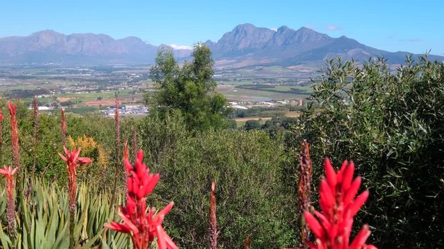 Paarl Mountain with lush vegetation view over patchwork farms and Simonsberg