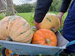 pumpkin and pumpkins