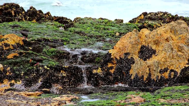 African oystercatchers forage along intertidal zone on black mussels and seaweed