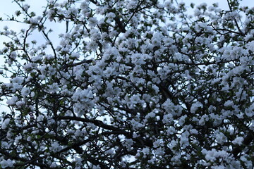 tree branches against blue sky