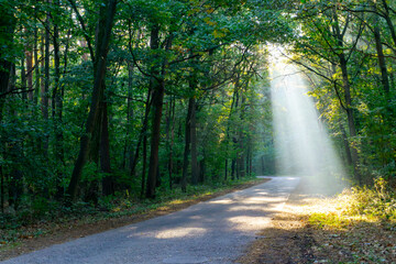 Obraz premium Morning in the forest, sunlight beams passing through tree canopies illuminating asphalt road, creating calm and atmospheric natural scenery in Polish woodland landscape