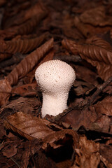 Fungus prickly puffball among dry leaves.