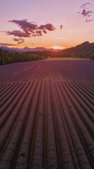 Lavender field at sunset in serene rural landscape