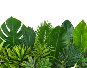 Lush green palm leaves form a fresh natural pattern of tropical foliage