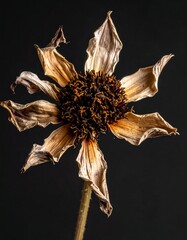 Dried flower, close-up,  pale beige petals, dark center