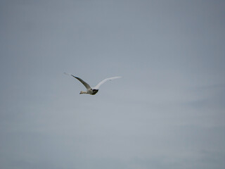 Swan in fight 