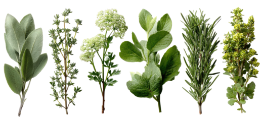 Close-up of six assorted green plant sprigs, with different textures and foliage. Set against a black background