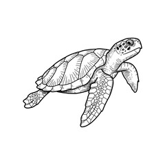 Turtle vector illustration with detailed black outline, swimming sea reptile in elegant handdrawn style