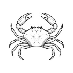 Crab vector illustration in detailed black outline, marine animal with claws and legs, handdrawn style on white