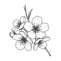 Flowering branch vector illustration with multiple blossoms, delicate outline hand drawing
