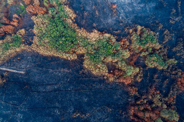An island of green trees in a burnt forest an aerial top down view The Concept of Hope