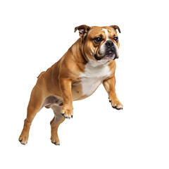Obraz premium Bulldog jumping PNG. Bulldog dog caught mid air in jump pose isolated. Cute dog for animal and pet visuals PNG