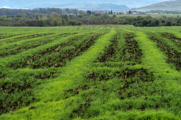 Autumn striped field after harvest with sprouted fresh greens.
