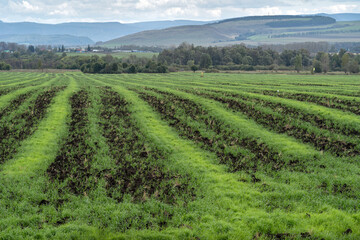 Autumn striped field after harvest with sprouted fresh greens.