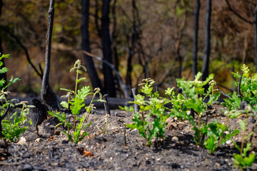 A Green Regrowth in a Burned Forest The Concept of a Hope and a Rebirth