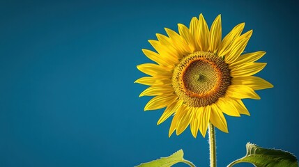 Sunflower facing viewer under clear blue sky outdoors