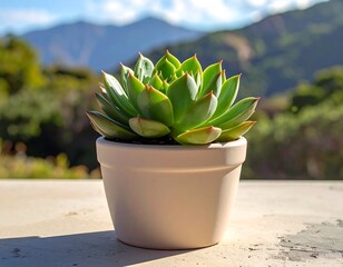 Succulent in a light-cream pot, outdoors, mountains in background