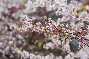 Pink cherry blossoms. Spring, nature coming to life. Japanese cherry blossoms in a spring garden. Blossoms on the branches of a tree in a Japanese park.