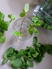 Regrowth mint stem in a glass of water