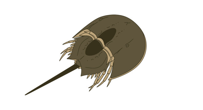 Stylized vector illustration depicting a horseshoe crab isolated on white background