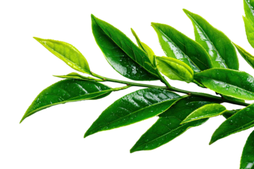 Close-up of vibrant green leaves and small buds on a slender branch, isolated on black