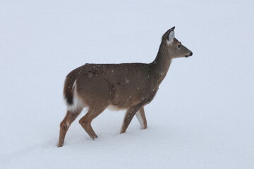 Wild deer standing in snow-covered forest during winter