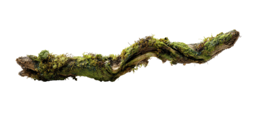 Detailed image of a weathered, moss-covered branch against a stark black background