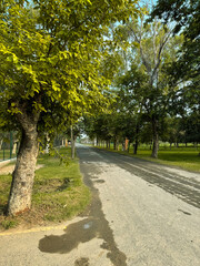 road in the park