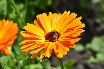 Radiant Calendula Flowers in Bloom
