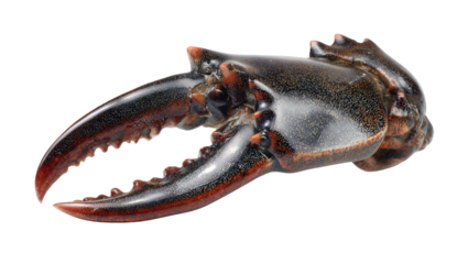 Close-up of a lobster claw, showcasing its sharp teeth and segmented, textured shell