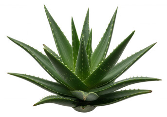 Green succulent plant with spiky leaves isolated on a transparent background
