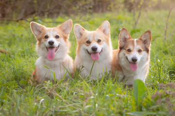 a group of Welsh corgi dogs on a spring walk in the grass watching